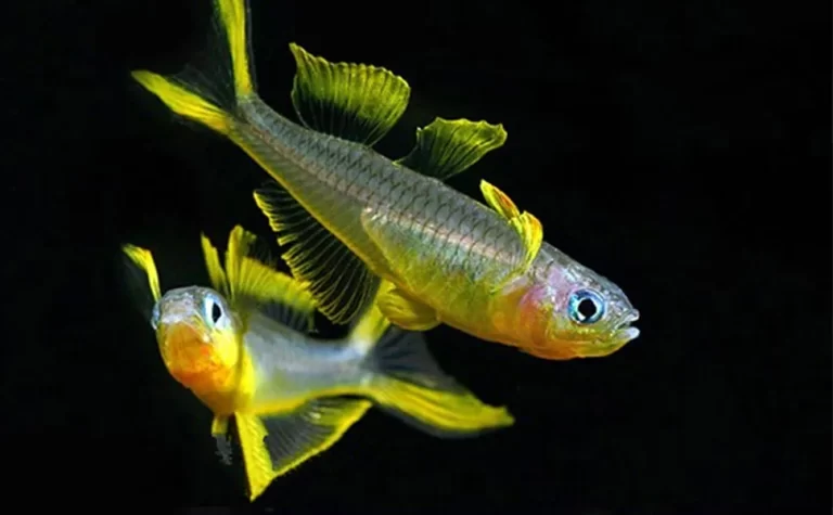 neon-tetra-pet-fish