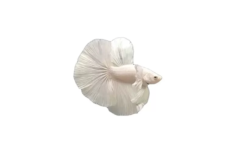 BETTA-FISH-IN-WHITE