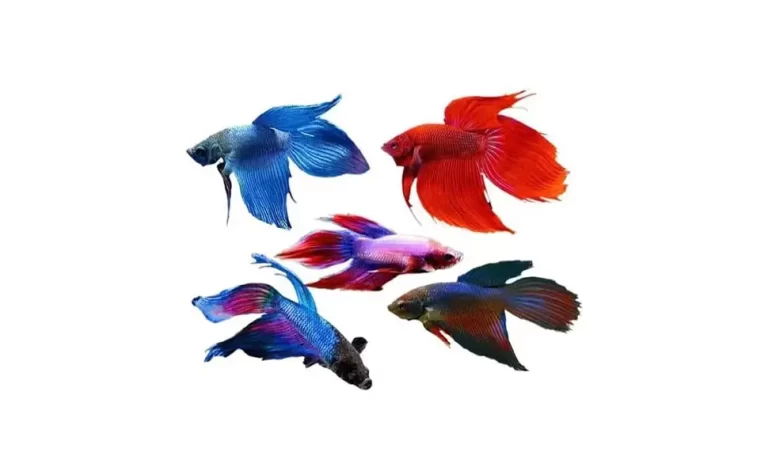 betta-fish-with-different-colors