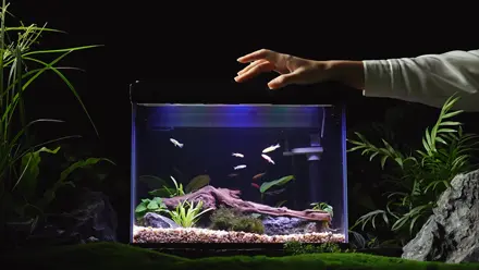 Pondon-fish-tank-video-preview-image