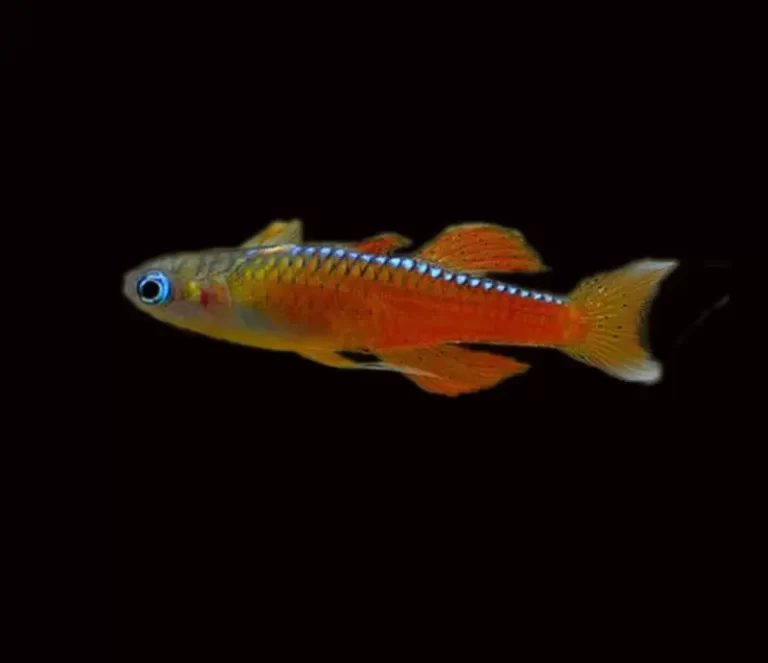 neon tetra fish in the tank